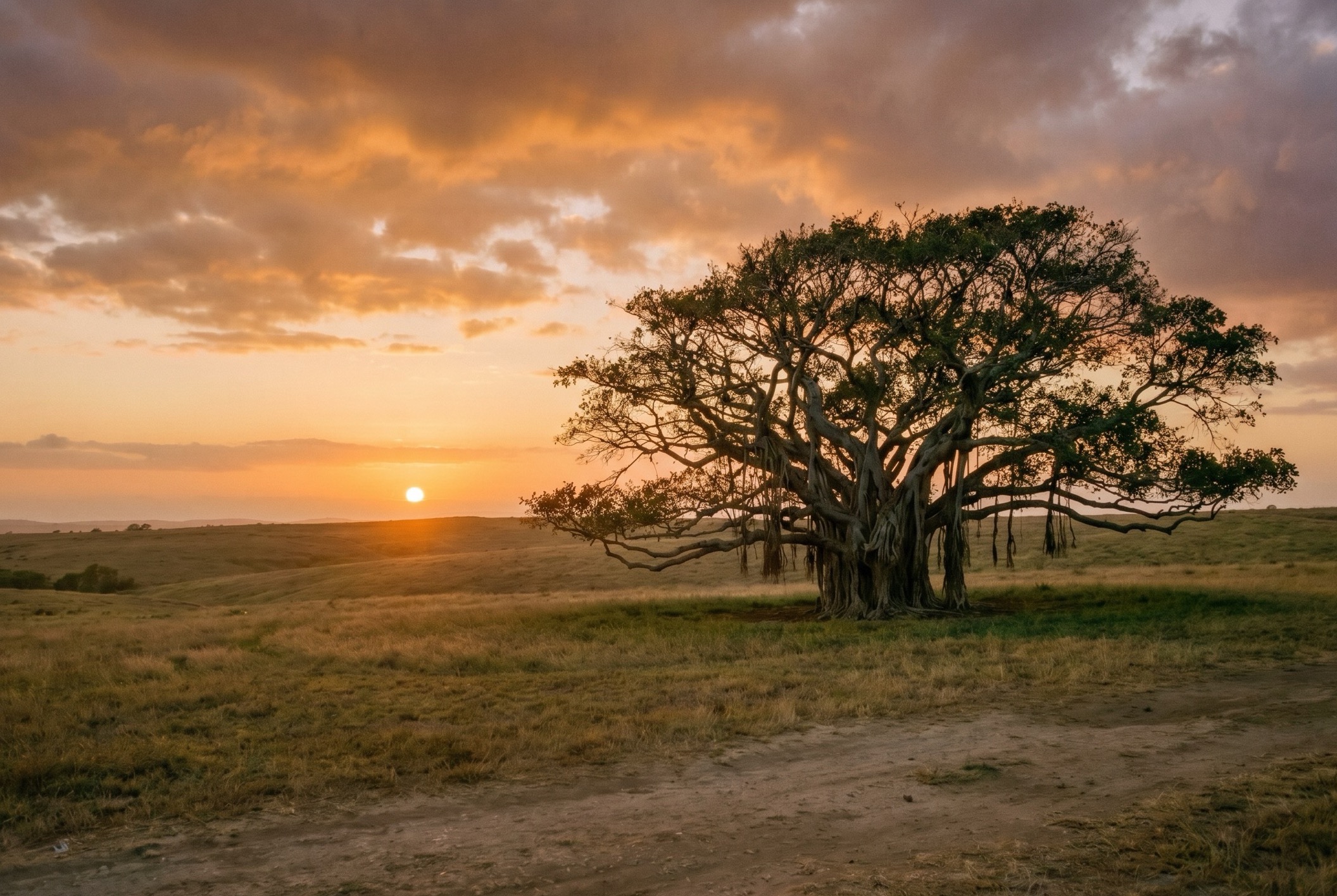 A single tree standing alone in an open field, shown in muted tones